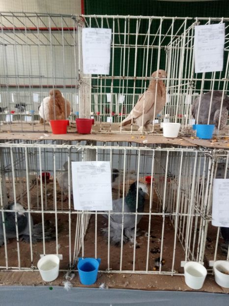  - Expoziție carei 2019