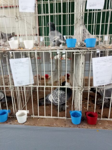  - Expoziție carei 2019