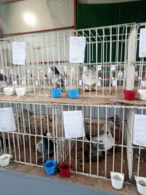  - Expoziție carei 2019