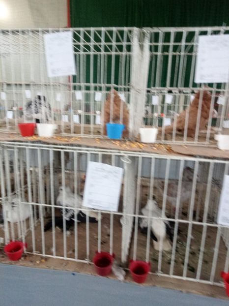  - Expoziție carei 2019