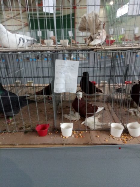  - Expoziție carei 2019