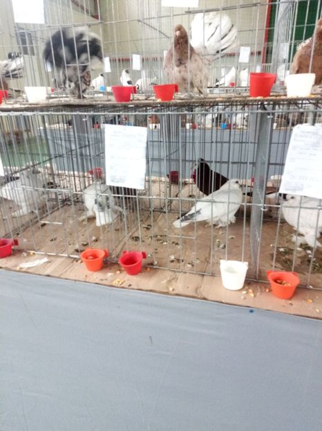  - Expoziție carei 2019