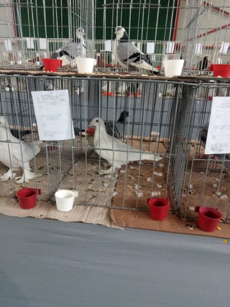  - Expoziție carei 2019