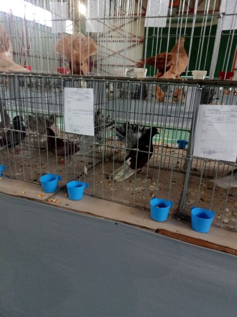  - Expoziție carei 2019