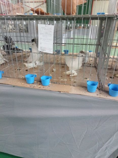  - Expoziție carei 2019