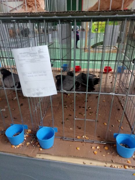  - Expoziție carei 2019