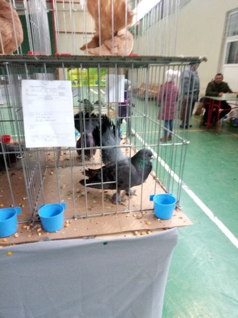  - Expoziție carei 2019