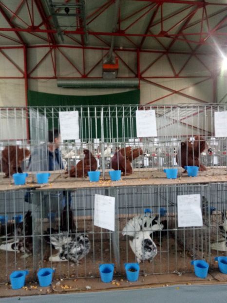  - Expoziție carei 2019