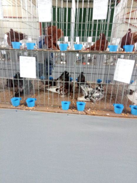  - Expoziție carei 2019