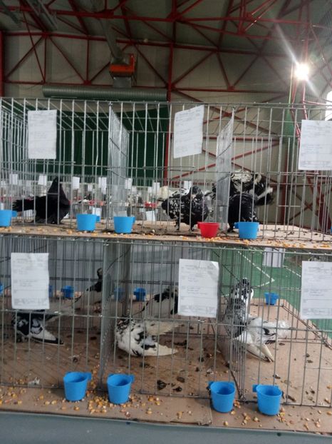  - Expoziție carei 2019