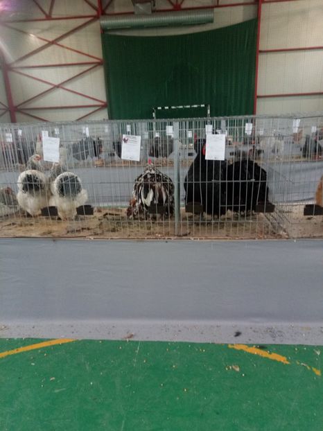  - Expoziție carei 2019