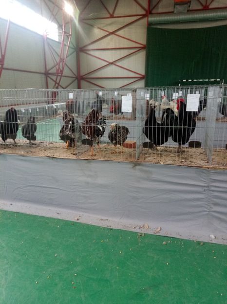  - Expoziție carei 2019