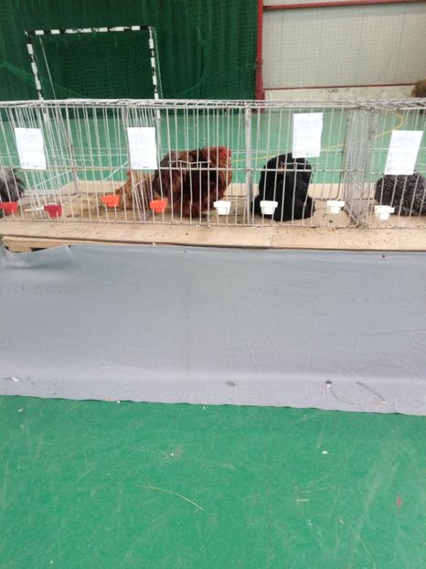  - Expoziție carei 2019