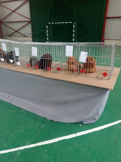  - Expoziție carei 2019