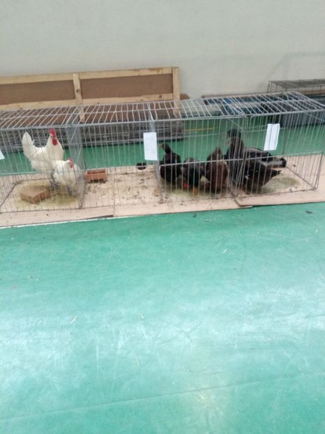  - Expoziție carei 2019