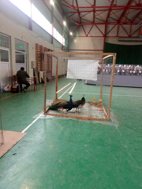  - Expoziție carei 2019