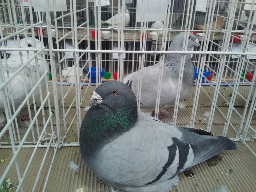  - 1545 Expo Otopeni 2019