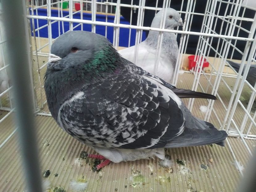  - 1545 Expo Otopeni 2019