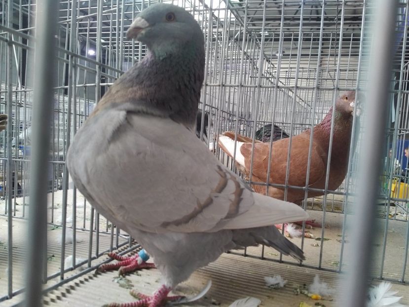  - 1545 Expo Otopeni 2019