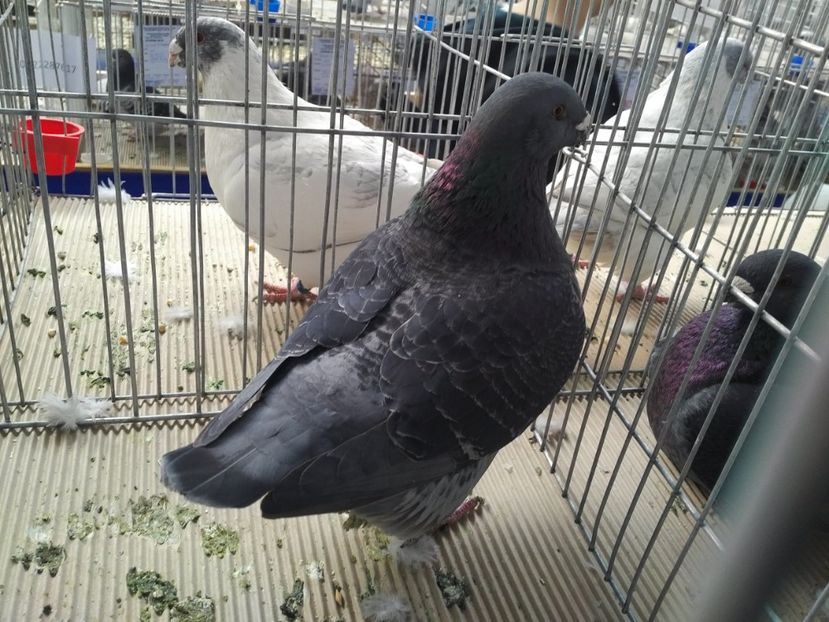  - 1545 Expo Otopeni 2019