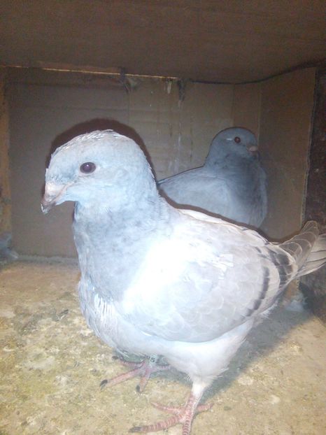 Vândut - DE VANZARE