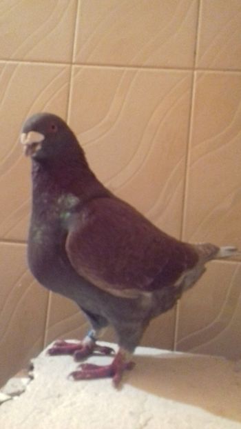  - Vânduți 2019 2020