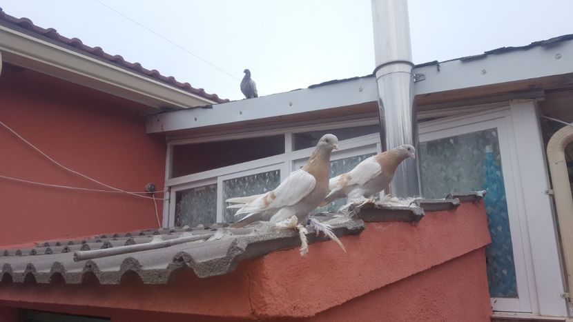  - Jucatori de Agaran