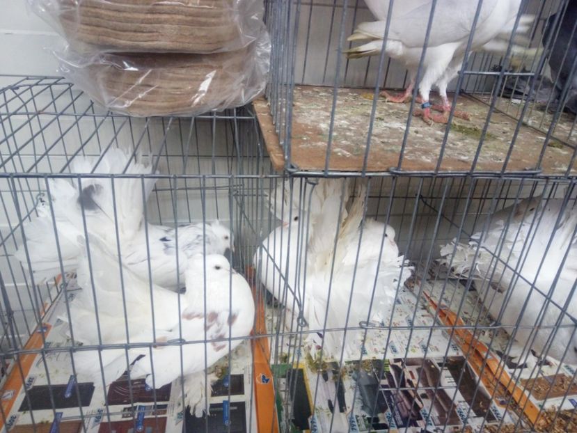  - 3 CARIERI DE VANZARE