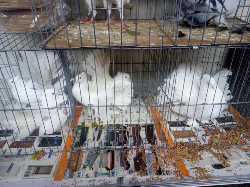  - 3 CARIERI DE VANZARE