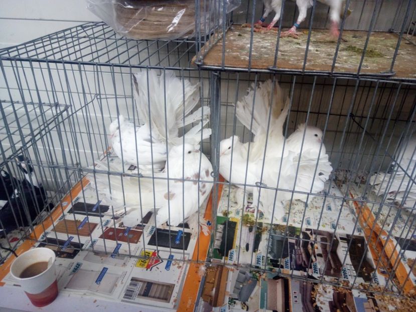  - 3 CARIERI DE VANZARE