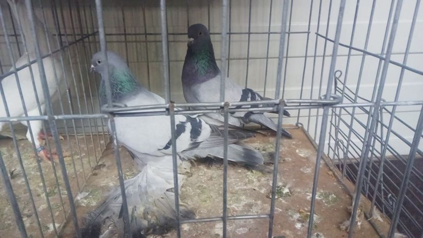  - 3 CARIERI DE VANZARE