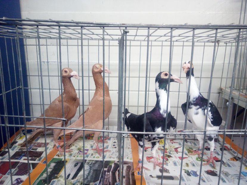  - 3 CARIERI DE VANZARE