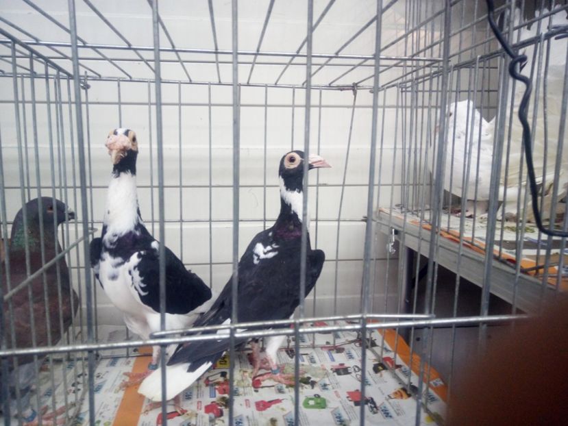  - 3 CARIERI DE VANZARE