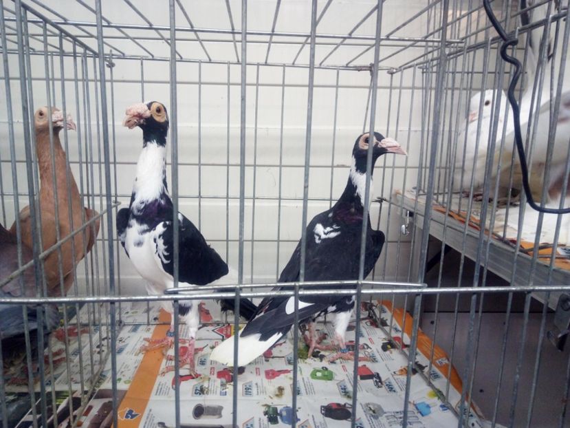  - 3 CARIERI DE VANZARE