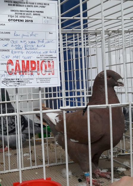 M 2018 - 95 pc Campion - Expozitia de Club Otopeni 2019