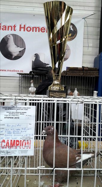  - Expozitia de Club Otopeni 2019