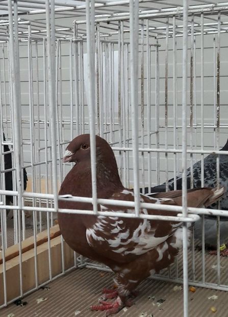 F 2018 - 94 pc Campion - Expozitia de Club Otopeni 2019