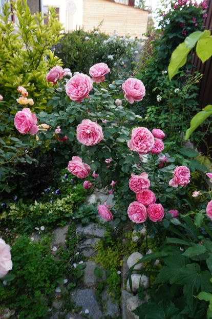  - Leonardo da Vinci Cl