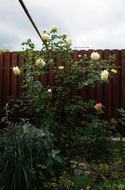  - Cyrano de Bergerac