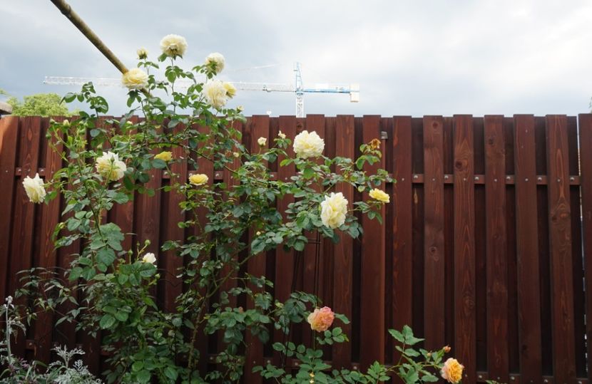  - Cyrano de Bergerac