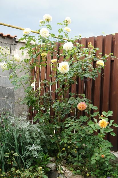  - Cyrano de Bergerac