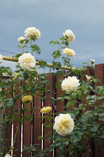  - Cyrano de Bergerac