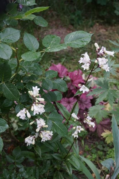  - Geranium si alte perene