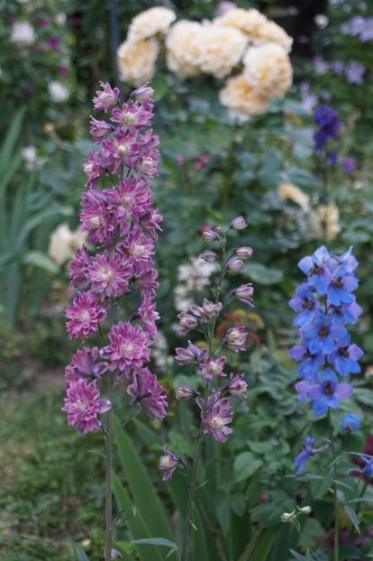  - Delphinium Lupin Digitalis