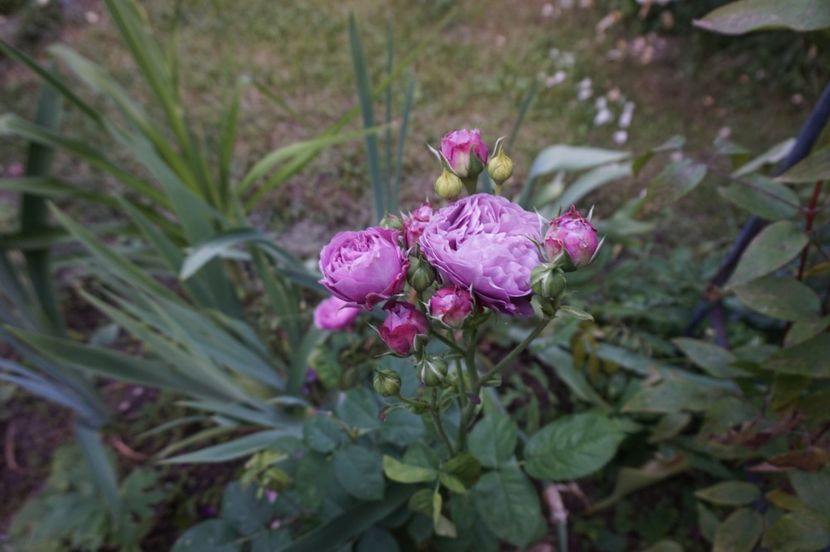  - Lavender Ice