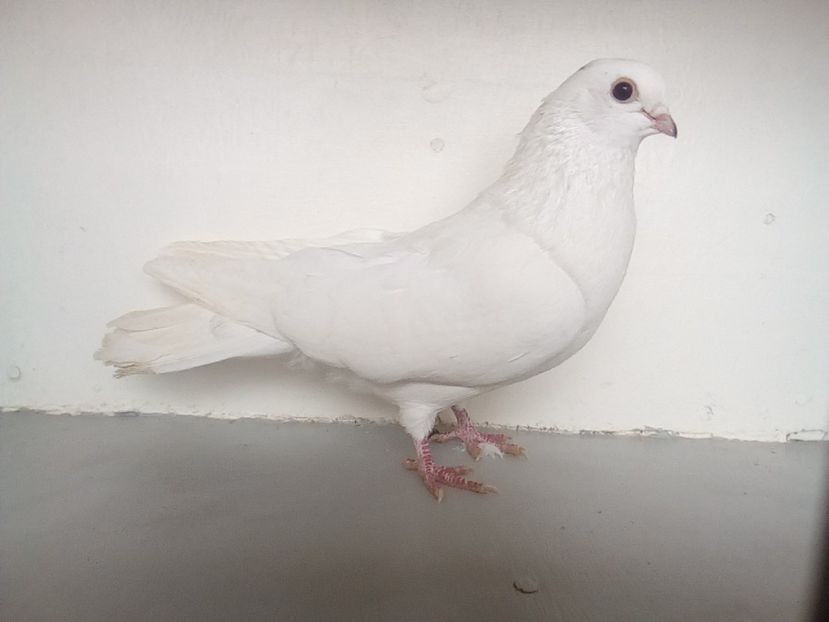  - PORUMBEI CARE MI AU APARTINUT