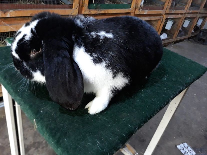 IMG-20190209-WA0027 - 0----------------DE VANZARE