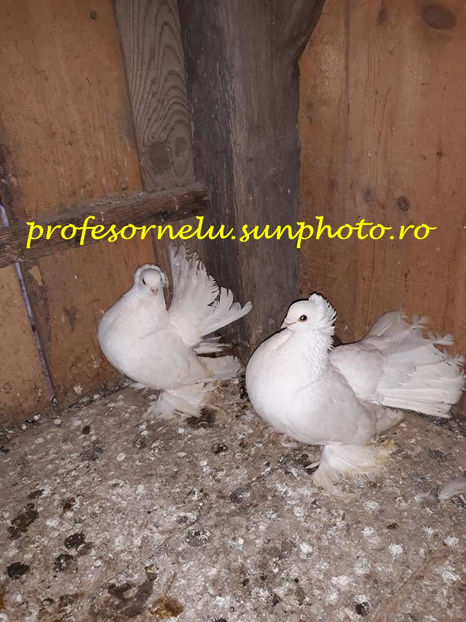 vânduți lui C.Gorgan(NT) - Porumbei VÂNDUȚI