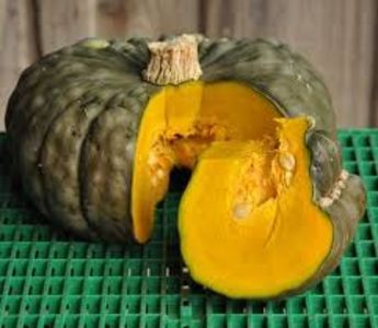  - SEMINTE DOVLEAC MARINA DI CHIOGGIA