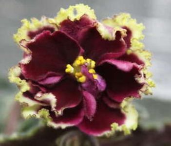  - EK Rubin V Izumrude